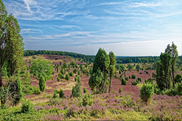 Lüneburger Heide